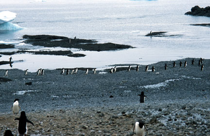 Penguins on their way to and from the ocean to feed and bathe