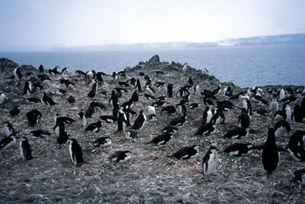 Chinstrap Rookery