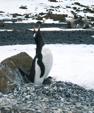 Gentoo parent with a newly hatched chick.