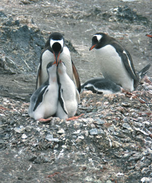 Gentoo parent with two nearly grown chicks