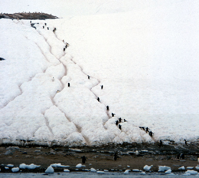 'Penguin trails' through the snow - from the ocean to the rookery.