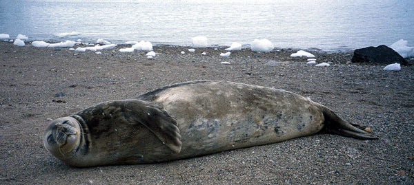 Weddell Seal resting on shore