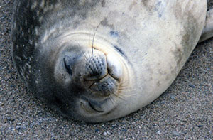 Weddell Seal with wet, straight whiskers