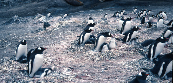 Gentoo penguin rookery