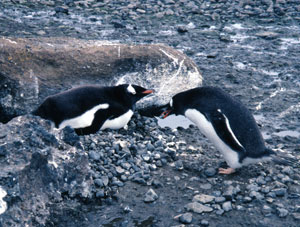 A gentoo male presenting his female with a precious rock for their nest.