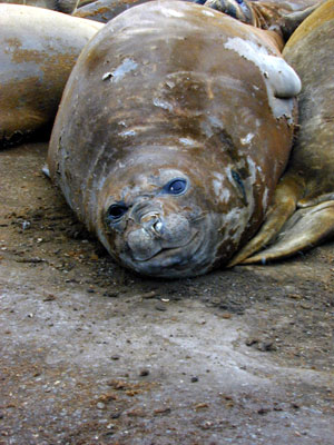 Southern Elephant Seals molting