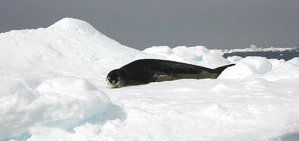 Leopard Seal resting on iceberg