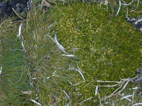 Antarctic Grass and Moss
