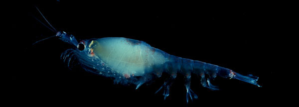Antarctic Krill, image by Langdon Quetin and Robin Ross