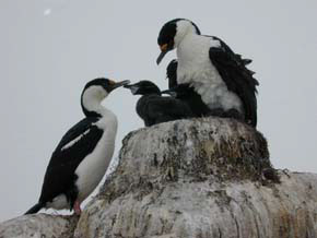 Blue-eyed Shags