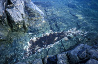 Antarctic Tidepool with coralline and leafy red algae