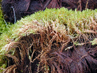 What are adaptations of caribou moss?