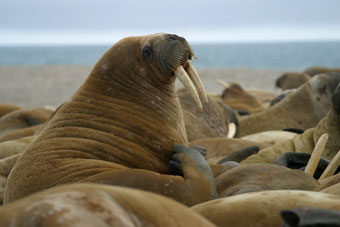 Walrus showing typical rumpled brown body