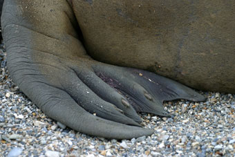 Close up of walrus hind limbs