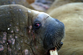 Walrus head showing red eye and no external ear