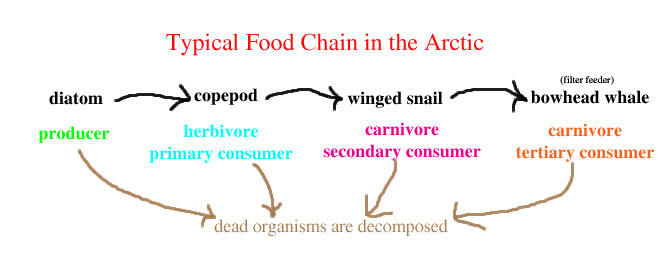 food chain ocean. Arctic food chain