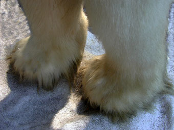 Hairy feet of the polar bear