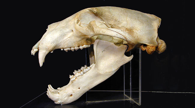 Polar bear skull