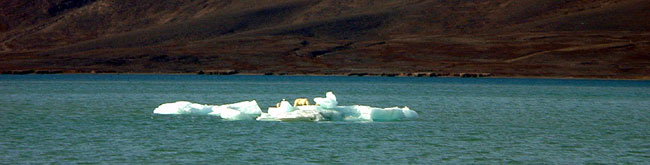 Camouflaged polar bears on an iceberg