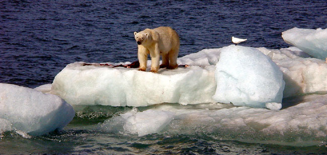 Polar bear with a fresh seal kill
