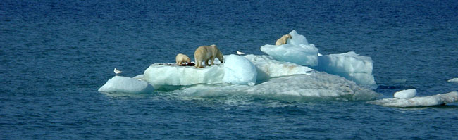 Polar bears eating