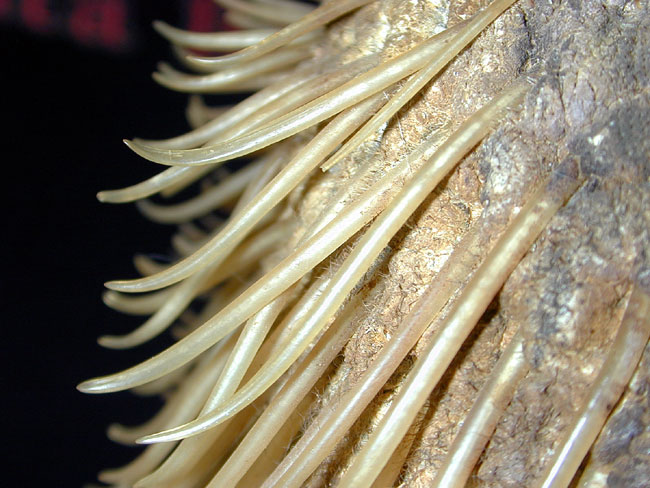 Walrus whiskers close up