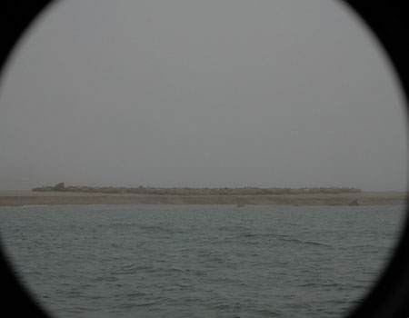 Walruses from afar on a cloudy day
