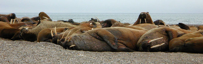 Resting walrus group with one member awake