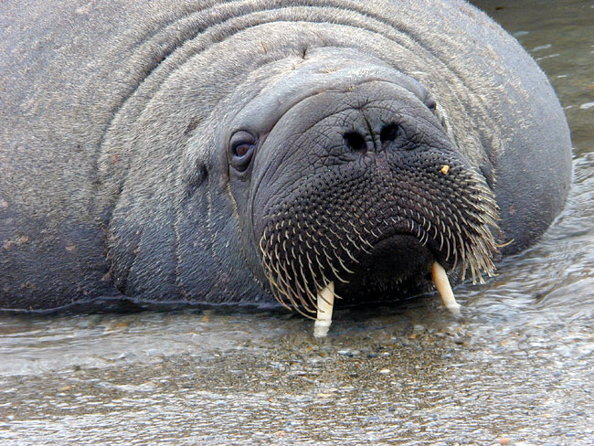 Walrus resting in shallow water on its tusks with its nose open