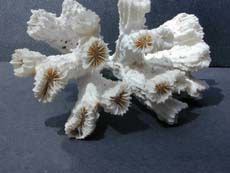Colonial branching coral, top view of corallites