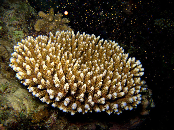 A spawning coral head