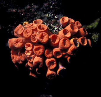 Orange coral