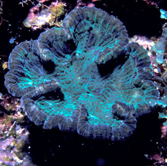 Blue-green coral