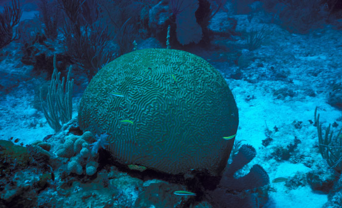 Brain coral
