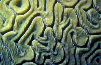 Brain coral closer