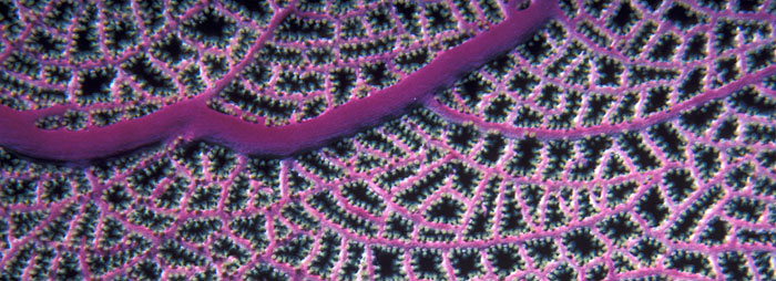 Purple sea fan close up