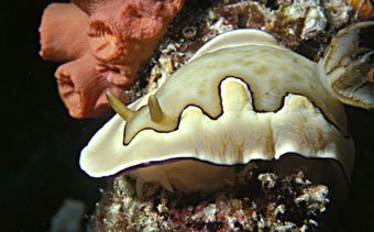 Sea slug