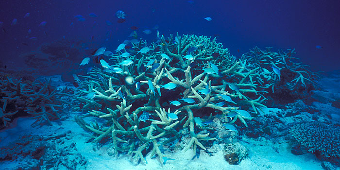 Staghorn coral with fish