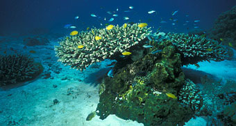 Table coral with fish