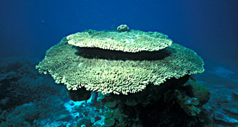 Table coral without fish