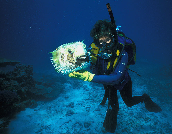 Puffer fish inflated