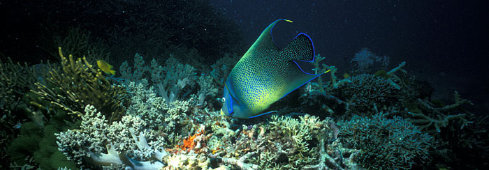 Angel fish