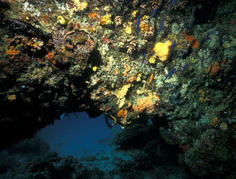 Arches in the reef