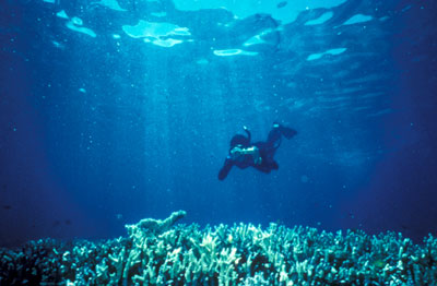 Staghorn coral reef