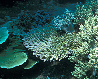 Cauliflower coral close up