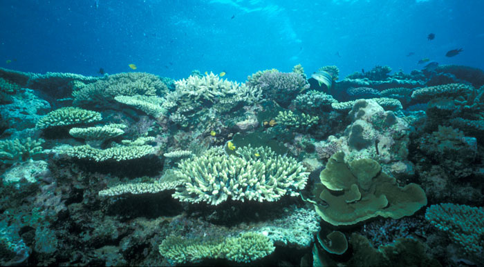 Coral reef with a diversity of corals