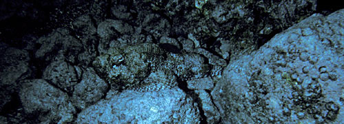 Stonefish