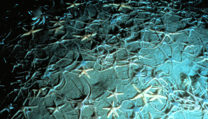 Brittle Sea Stars and Regular Sea Stars