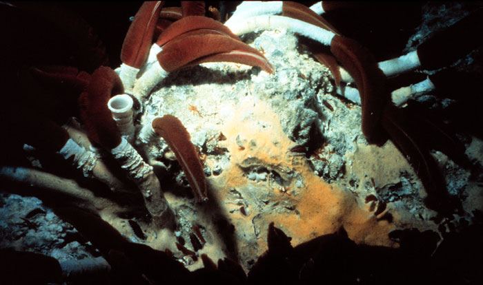 Vent Worms (NOAA image)