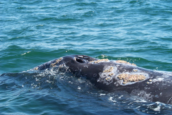 Back of an adult gray whale